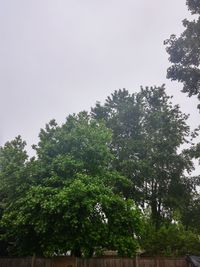 Low angle view of trees