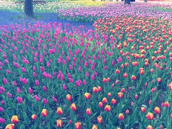 Close-up of multi colored tulips growing in field