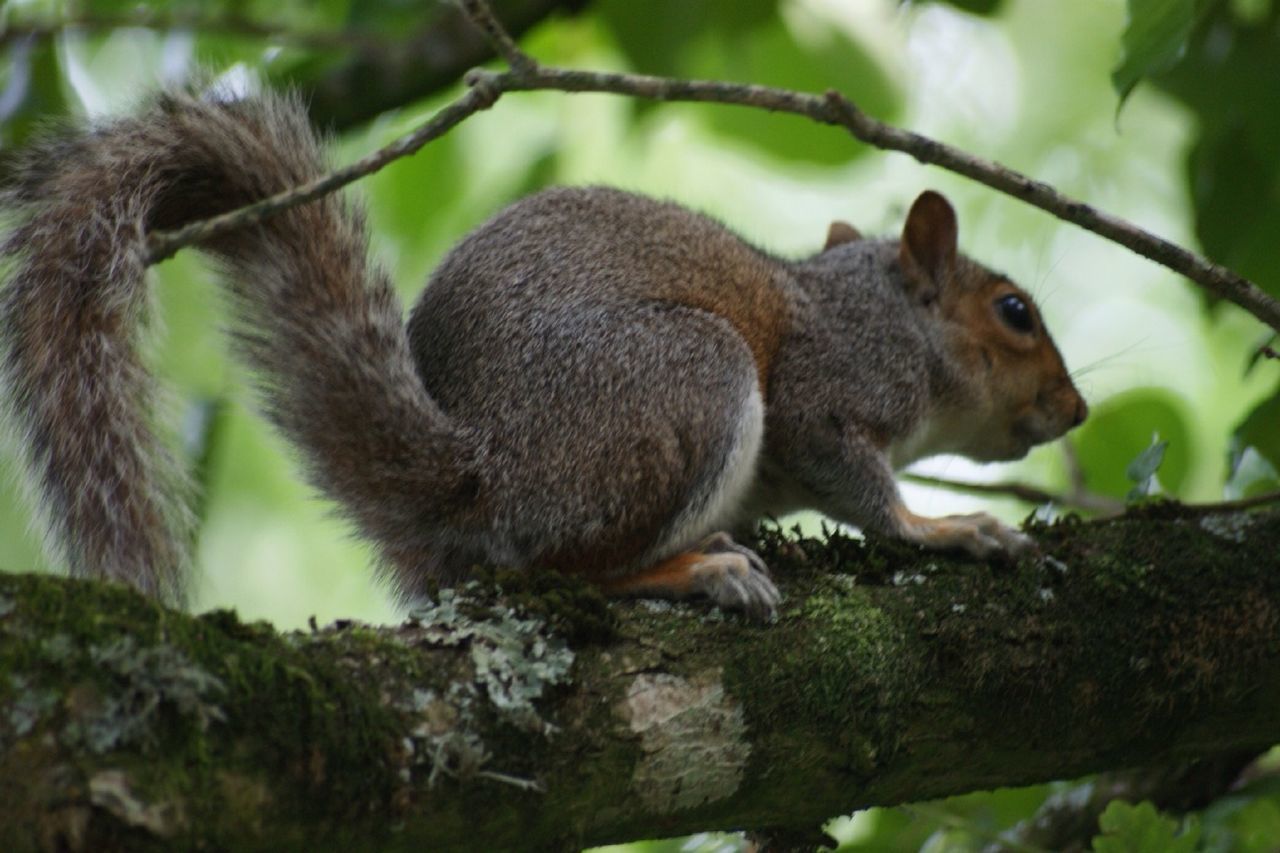 animal themes, mammal, one animal, animals in the wild, tree, wildlife, monkey, branch, squirrel, tree trunk, sitting, focus on foreground, primate, low angle view, nature, forest, two animals, rodent, outdoors, day