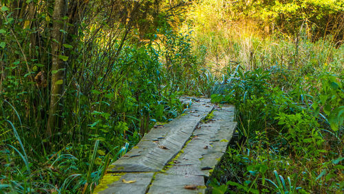 Footpath amidst trees in forest