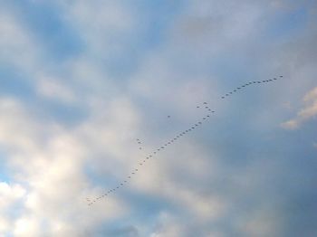 Low angle view of birds flying against sky