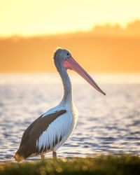 Close-up of pelican