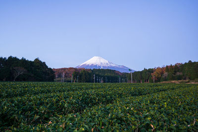 Scenic view of field against clear sky