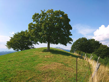 Tree on field against sky