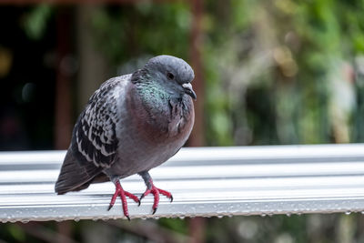 Close-up of pigeon perching on railing