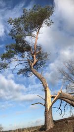 Low angle view of bare tree against sky