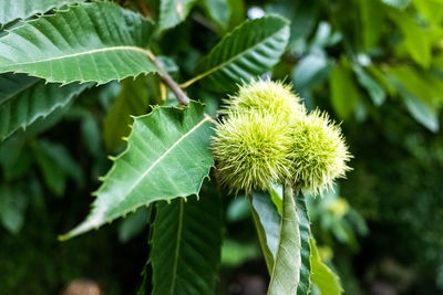 Close-up of plant