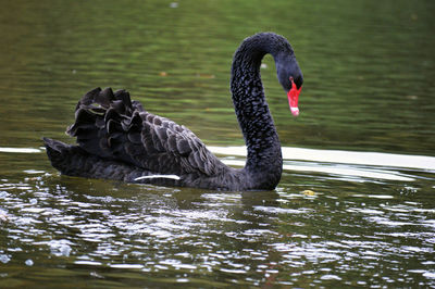 Swan swimming in a lake