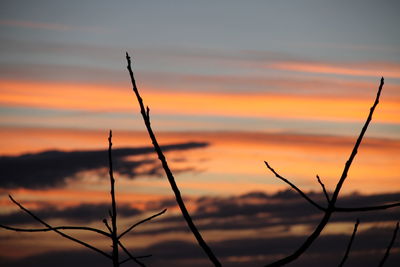Silhouette of reed at sunset