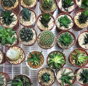 High angle view of many succulent plants on table