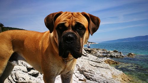 Portrait of dog by sea against sky