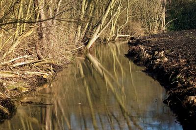 Scenic view of lake in forest