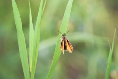 Close-up of insect on grass