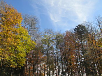 Low angle view of trees against sky