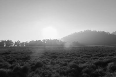 Trees on field against sky