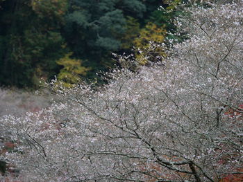 Close-up of cherry blossoms in forest