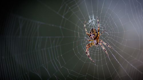 Close-up of spider on web