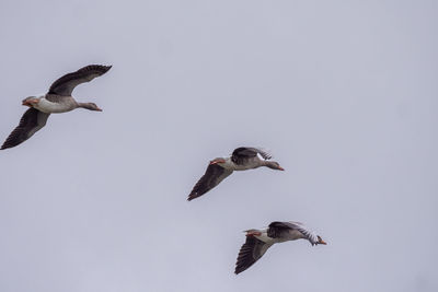 Low angle view of seagulls flying