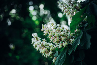 Close-up of flowering plant