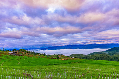 Scenic view of agricultural field against cloudy sky