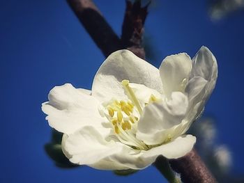 Close-up of white flowering plant against blue sky