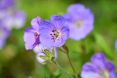 Close-up of purple flowering plant