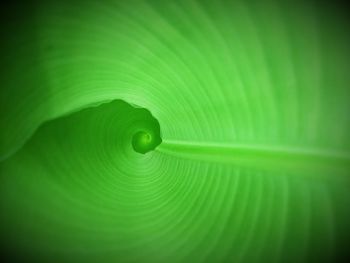 Full frame shot of green leaves