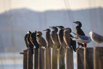 Close-up of metallic fence