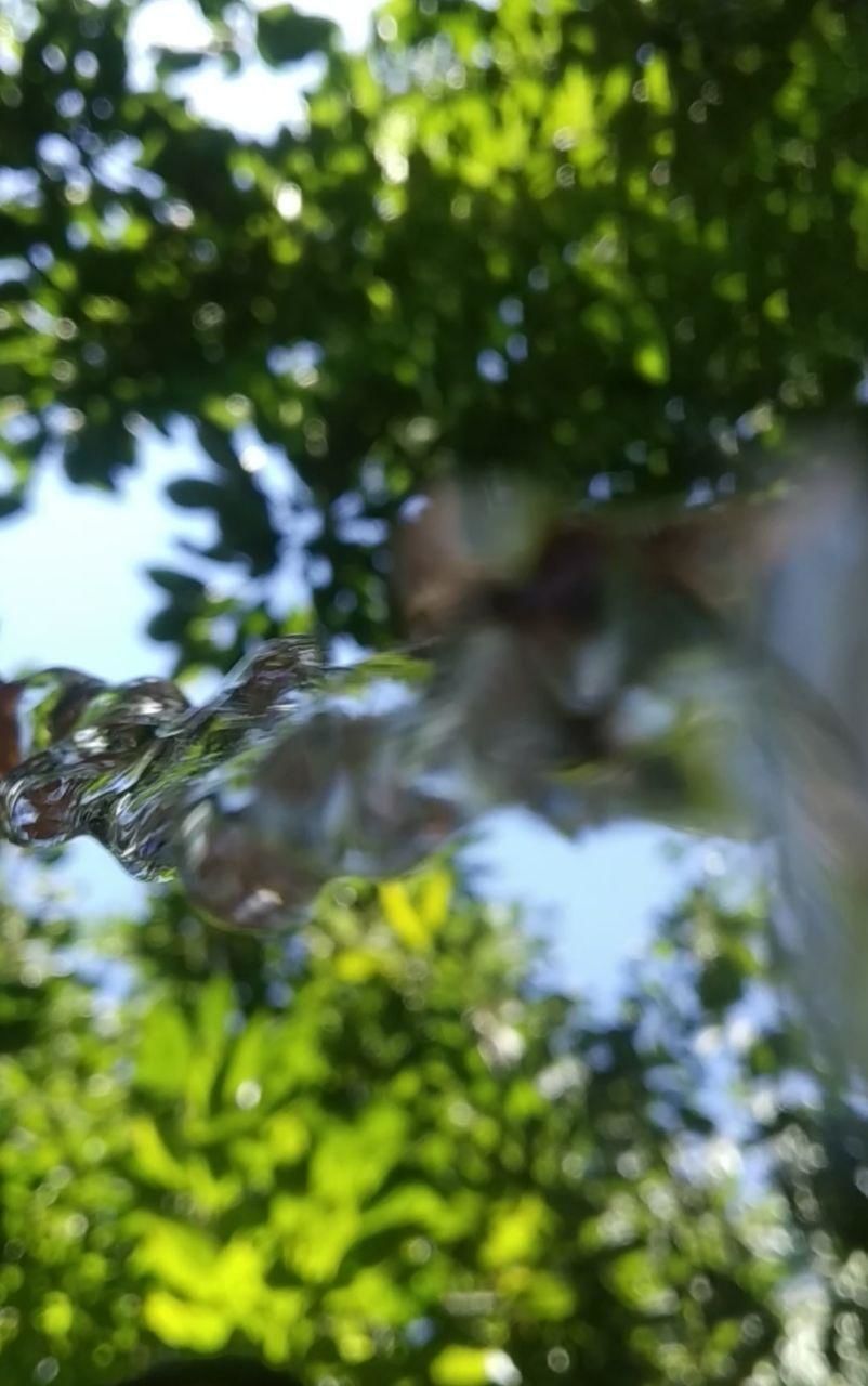 LOW ANGLE VIEW OF PLANTS AGAINST BLURRED TREES