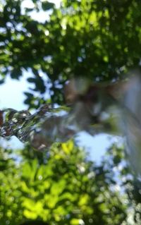 Low angle view of plants against trees