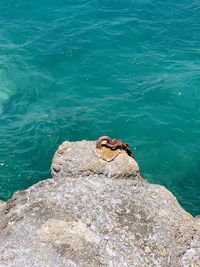 High angle view of lizard on rock by sea