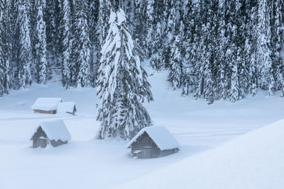 Snow covered field by trees during winter