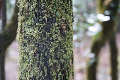 Close-up of moss growing on tree trunk