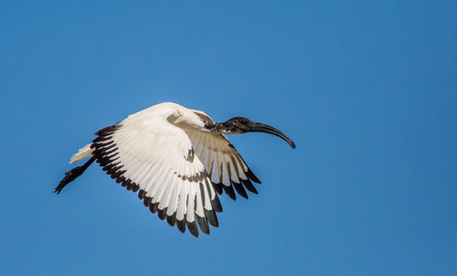 Low angle view of birds flying against clear blue sky