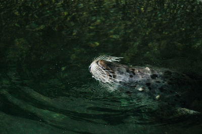 High angle view of bird swimming in lake