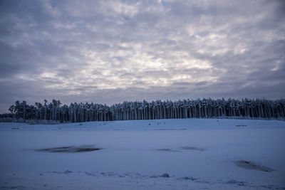 Panoramic shot of trees against sky