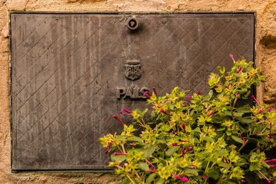 Close-up of flowering plant against wall