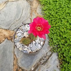 High angle view of pink roses on rock