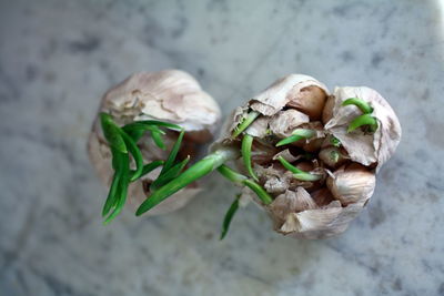 Close-up of garlics on marble