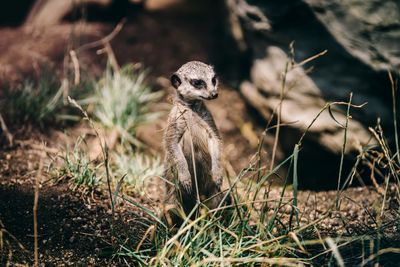 Portrait of a meerkat in a field