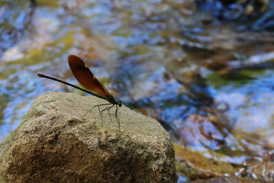 Close-up of insect on rock