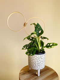 Close-up of potted plant on table against wall at home