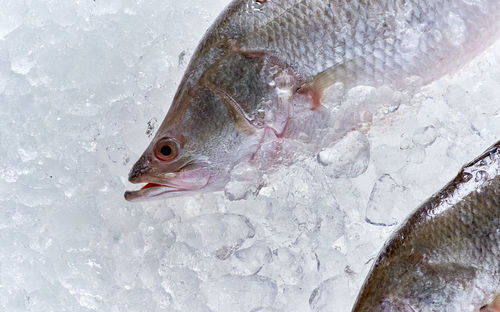 Close-up of fish on snow