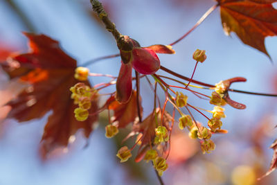 Close-up of red flowering plant