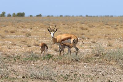 Side view of two animals on field