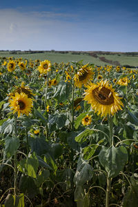 Close-up of yellow flowering plants on field against sky