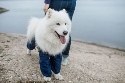 Full length of dog standing by sea