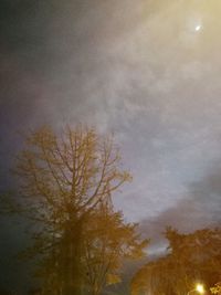 Low angle view of trees against sky at night