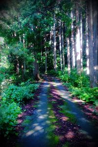 Trees in forest