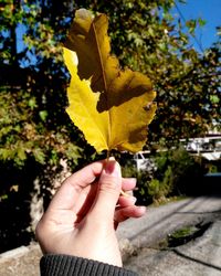 Close-up of hand holding yellow leaf